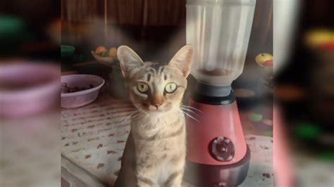 cat in a blender twitter|The Controversial Video: The Shocking Truth Behind。